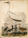 Thumbnail for 1. Louisiana heron; …