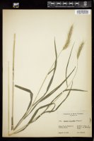 Thumbnail for <i>Elymus riparius</i> <i></i> …