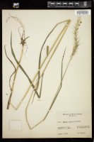 Thumbnail for <i>Elymus riparius</i> <i></i> …