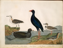 Thumbnail for 1. Common coot; …