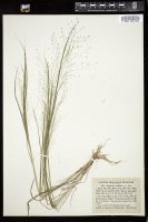 Thumbnail for <i>Eragrostis capillaris</i> <i></i> …