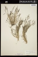 Thumbnail for <i>Eragrostis pectinacea</i> <i></i> …