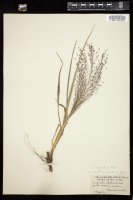 Thumbnail for <i>Eragrostis spectabilis</i> <i></i> …