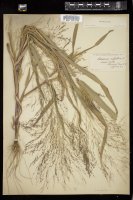 Thumbnail for <i>Panicum capillare</i> <i></i> …