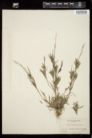 Thumbnail for <i>Dichanthelium acuminatum</i> <i></i> …