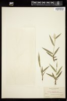 Thumbnail for <i>Panicum lindheimeri</i> <i>septentrionale</i> …