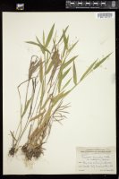 Thumbnail for <i>Dichanthelium oligosanthes</i> <i></i> …
