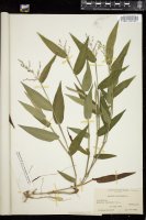 Thumbnail for <i>Dichanthelium latifolium</i> <i></i> …