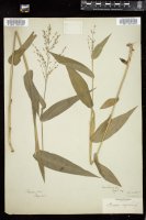 Thumbnail for <i>Dichanthelium latifolium</i> <i></i> …
