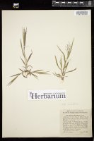 Thumbnail for <i>Panicum philadelphicum</i> <i></i> …