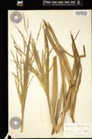 Thumbnail for <i>Panicum proliferum</i> <i></i> …