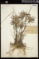 Thumbnail for <i>Dichanthelium oligosanthes</i> <i></i> …