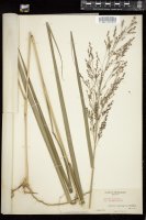 Thumbnail for <i>Panicum virgatum</i> <i></i> …