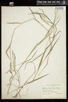 Thumbnail for <i>Torreyochloa pallida</i> <i></i> …