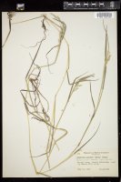 Thumbnail for <i>Torreyochloa pallida</i> <i></i> …