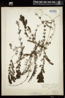 Thumbnail for <i>Ceratophyllum demersum</i> <i></i> …
