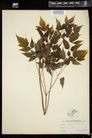 Thumbnail for <i>Actaea alba</i> <i></i> …