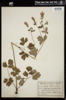 Thumbnail for <i>Aquilegia canadensis</i> <i></i> …