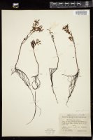 Thumbnail for <i>Proserpinaca palustris</i> <i></i> …