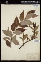 Thumbnail for <i>Salix cordata</i> <i></i>