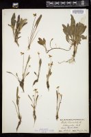 Thumbnail for <i>Viola lanceolata</i> <i></i> …