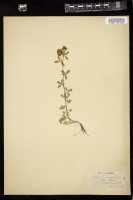 Thumbnail for <i>Trifolium aureum</i> <i></i> …