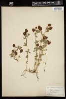 Thumbnail for <i>Trifolium aureum</i> <i></i> …