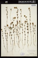 Thumbnail for <i>Trifolium arvense</i> <i></i> …