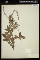 Thumbnail for <i>Agrimonia eupatoria</i> <i></i> …