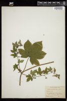 Thumbnail for <i>Humulus japonicus</i> <i></i> …