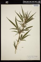 Thumbnail for <i>Cannabis sativa</i> <i></i> …