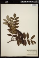 Thumbnail for <i>Sorbus americana</i> <i></i> …
