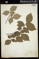Thumbnail for <i>Ulmus carpinifolia</i> <i></i> …
