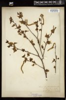 Thumbnail for <i>Betula alba</i> <i></i> …
