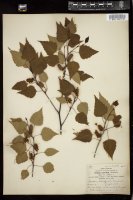 Thumbnail for <i>Betula caerulea</i> <i></i> …