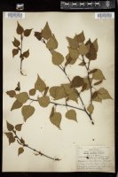 Thumbnail for <i>Betula caerulea</i> <i></i> …