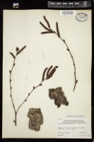 Thumbnail for <i>Betula alleghaniensis</i> <i></i> …