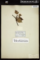 Thumbnail for <i>Betula papyrifera</i> <i></i> …