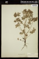 Thumbnail for <i>Geranium carolinianum</i> <i></i> …