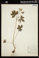 Thumbnail for <i>Geranium maculatum</i> <i></i> …