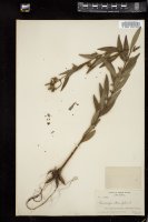 Thumbnail for <i>Ludwigia alternifolia</i> <i></i> …