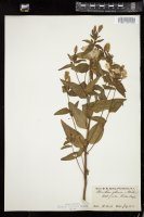 Thumbnail for <i>Oenothera glauca</i> <i></i> …