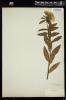 Thumbnail for <i>Oenothera fruticosa</i> <i></i> …
