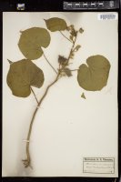 Thumbnail for <i>Abutilon avicennae</i> <i></i> …