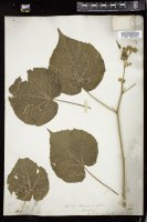 Thumbnail for <i>Abutilon avicennae</i> <i></i> …