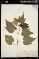 Thumbnail for <i>Abutilon striatum</i> <i></i> …