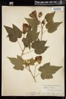Thumbnail for <i>Abutilon striatum</i> <i></i> …