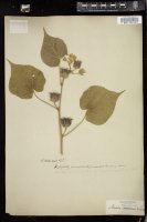 Thumbnail for <i>Abutilon theophrasti</i> <i></i> …