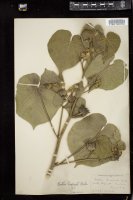 Thumbnail for <i>Abutilon striatum</i> <i></i> …