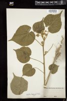 Thumbnail for <i>Abutilon striatum</i> <i></i> …